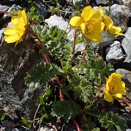 Geum montanum \ Berg-Nelkenwurz / Alpine Avens, I Stilfser Joch / Passo dello Stelvio 7.7.2026