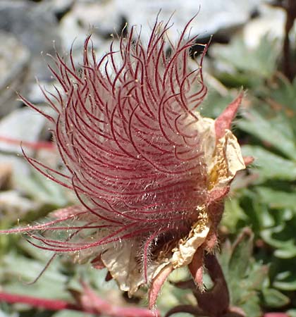 Geum montanum \ Berg-Nelkenwurz / Alpine Avens, I Stilfser Joch / Passo dello Stelvio 7.7.2026