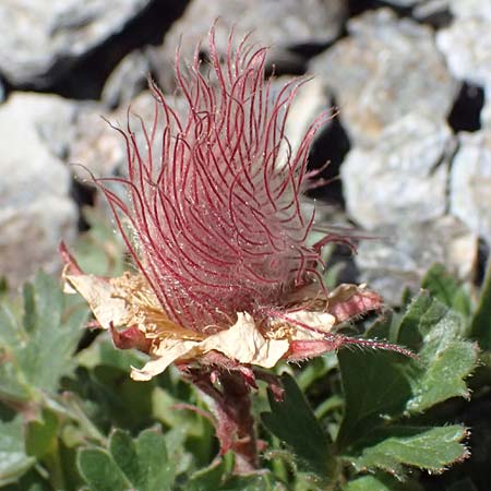 Geum montanum \ Berg-Nelkenwurz / Alpine Avens, I Stilfser Joch / Passo dello Stelvio 7.7.2026