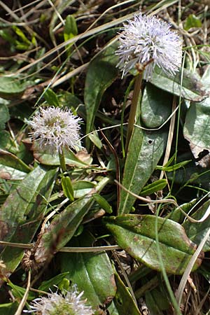 Globularia nudicaulis \ Nackstngelige Kugelblume, Schaft-Kugelblume / Leafless Stemmed Senna, I Alpi Bergamasche, Pizzo Arera 9.6.2017
