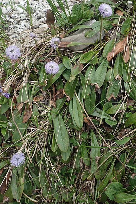 Globularia nudicaulis \ Nackstngelige Kugelblume, Schaft-Kugelblume / Leafless Stemmed Senna, I Alpi Bergamasche, Monte Alben 11.6.2017