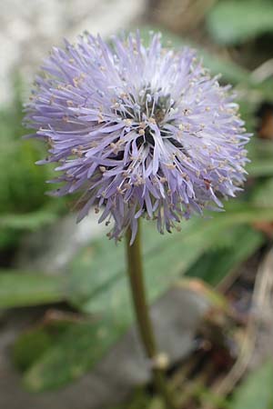 Globularia nudicaulis \ Nackstngelige Kugelblume, Schaft-Kugelblume / Leafless Stemmed Senna, I Alpi Bergamasche, Monte Alben 11.6.2017