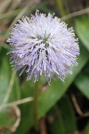 Globularia nudicaulis \ Nackstngelige Kugelblume, Schaft-Kugelblume / Leafless Stemmed Senna, I Alpi Bergamasche, Monte Alben 11.6.2017