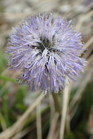 Globularia nudicaulis \ Nackstngelige Kugelblume, Schaft-Kugelblume / Leafless Stemmed Senna, I Alpi Bergamasche, Monte Alben 11.6.2017