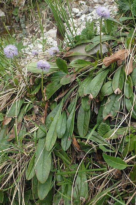 Globularia nudicaulis \ Nackstngelige Kugelblume, Schaft-Kugelblume / Leafless Stemmed Senna, I Alpi Bergamasche, Monte Alben 11.6.2017