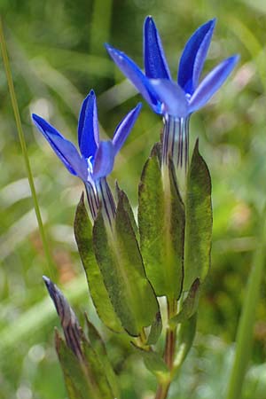 Gentiana nivalis \ Schnee-Enzian / Alpine Gentian, I Südtirol,  Plätzwiese 5.7.2022