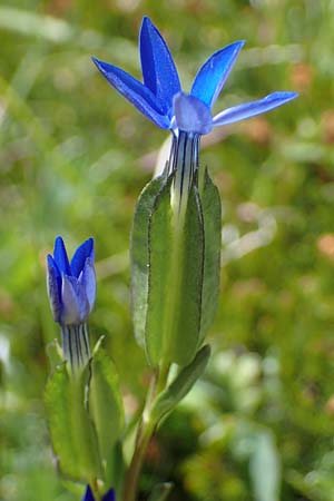 Gentiana nivalis \ Schnee-Enzian / Alpine Gentian, I Südtirol,  Plätzwiese 5.7.2022