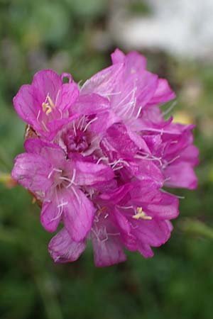 Armeria maritima subsp. alpina \ Alpen-Grasnelke / Alpine Thrift, I Südtirol,  Plätzwiese 5.7.2022