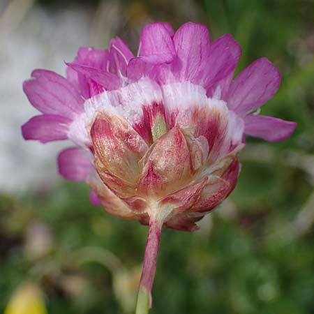 Armeria maritima subsp. alpina \ Alpen-Grasnelke / Alpine Thrift, I Südtirol,  Plätzwiese 5.7.2022