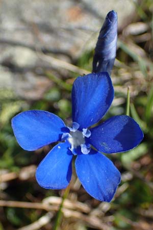 Gentiana orbicularis \ Rundblttriger Enzian / Round-Leaved Gentian, I Südtirol,  Stallersattel 6.7.2022