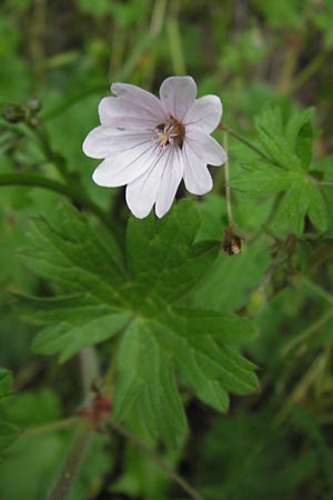 Geranium pyrenaicum \ Pyrenen-Storchschnabel / Hedge-Row Crane's-Bill, I Liguria, Pieve di Teco 27.5.2013