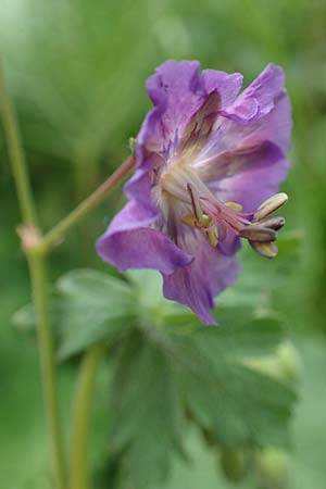 Geranium phaeum \ Brauner Storchschnabel / Dusky Crane's-Bill, I Alpi Bergamasche, Pizzo Arera 5.6.2017