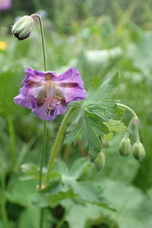 Geranium phaeum \ Brauner Storchschnabel / Dusky Crane's-Bill, I Alpi Bergamasche, Pizzo Arera 5.6.2017