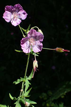 Geranium phaeum \ Brauner Storchschnabel / Dusky Crane's-Bill, I Alpi Bergamasche, Zambla Alta 7.6.2017