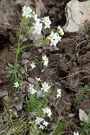 Galium pumilum \ Heide-Labkraut, Zierliches Labkraut / Slender Bedstraw, I Passo di Gavia 6.7.2026