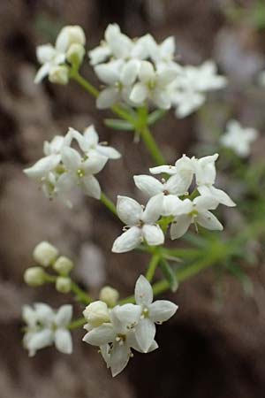 Galium pumilum \ Heide-Labkraut, Zierliches Labkraut / Slender Bedstraw, I Passo di Gavia 6.7.2026