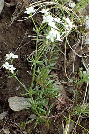 Galium pumilum \ Heide-Labkraut, Zierliches Labkraut / Slender Bedstraw, I Passo di Gavia 6.7.2026