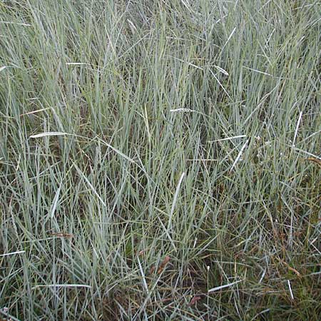 Elymus campestris \ Feld-Quecke / Couch, I Trieste 27.6.2010