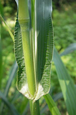 Sorghum halepense \ Aleppo-Mohrenhirse / Johnson Grass, I Zoppola 31.7.2011