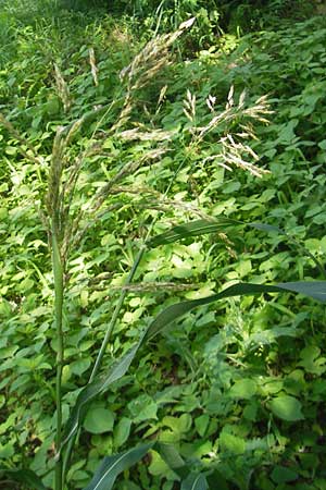 Sorghum halepense \ Aleppo-Mohrenhirse / Johnson Grass, I Zoppola 31.7.2011