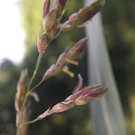 Sorghum halepense \ Aleppo-Mohrenhirse / Johnson Grass, I Zoppola 31.7.2011