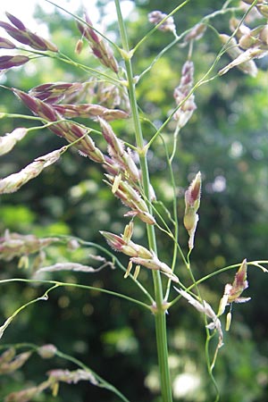 Sorghum halepense \ Aleppo-Mohrenhirse / Johnson Grass, I Zoppola 31.7.2011