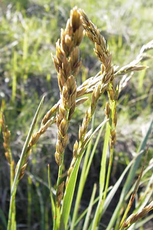 Festuca paniculata \ Gold-Schwingel / Sheep Fescue, I Liguria, Molini di Triora 26.5.2013