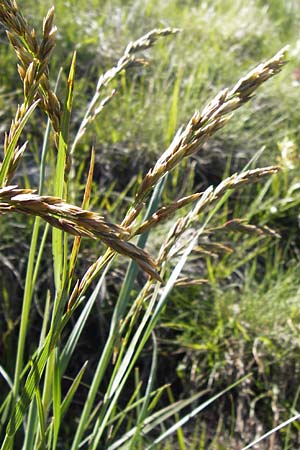 Festuca paniculata \ Gold-Schwingel / Sheep Fescue, I Liguria, Molini di Triora 26.5.2013