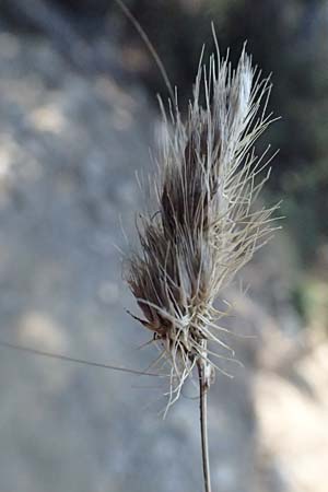 Cynosurus echinatus \ Grannen-Kammgras / Bristly Dogstail Grass, Rough Dogstail, I Liguria, Cinque Terre 28.9.2023