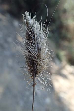 Cynosurus echinatus \ Grannen-Kammgras / Bristly Dogstail Grass, Rough Dogstail, I Liguria, Cinque Terre 28.9.2023