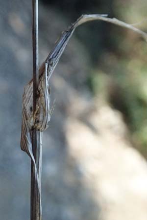 Cynosurus echinatus \ Grannen-Kammgras / Bristly Dogstail Grass, Rough Dogstail, I Liguria, Cinque Terre 28.9.2023