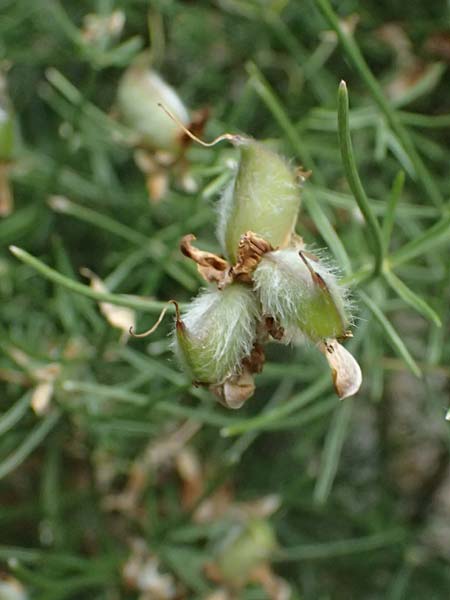 Genista radiata \ Strahlen-Ginster, Kugel-Ginster / Rayed Broom, Southern Greenweed, I Bormio Botan. Gar. Rezia 8.7.2026