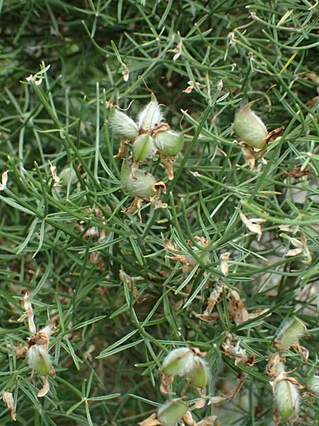 Genista radiata \ Strahlen-Ginster, Kugel-Ginster / Rayed Broom, Southern Greenweed, I Bormio Botan. Gar. Rezia 8.7.2026