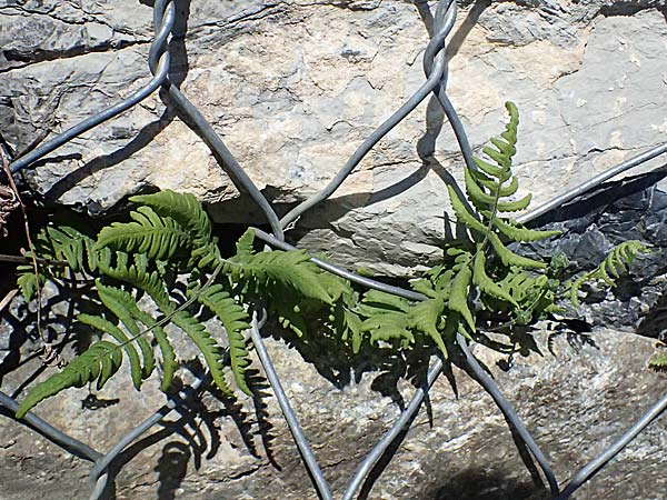 Gymnocarpium robertianum \ Ruprechts-Farn / Limestone Fern, I Lago di Cancano 10.7.2026