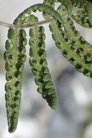 Gymnocarpium robertianum \ Ruprechts-Farn / Limestone Fern, I Lago di Cancano 10.7.2026