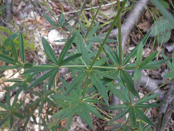 Galium sylvaticum \ Wald-Labkraut / Wood Bedstraw, I Sant' Anna d'Alfaedo 26.6.2010