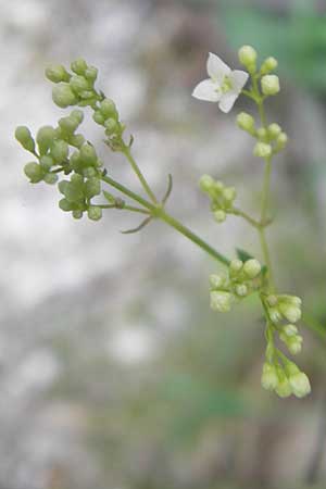 Galium sylvaticum \ Wald-Labkraut / Wood Bedstraw, I Sant' Anna d'Alfaedo 26.6.2010