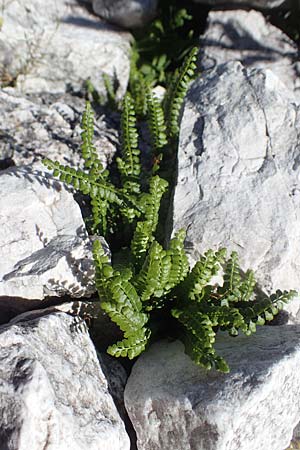 Asplenium viride \ Grnstieliger Streifenfarn / Green Spleenwort, I Prags,  Weißlahnsattel 6.7.2022
