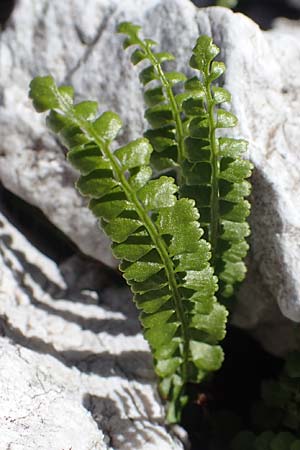Asplenium viride \ Grnstieliger Streifenfarn / Green Spleenwort, I Prags,  Weißlahnsattel 6.7.2022