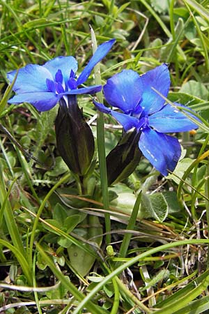 Gentiana verna \ Frhlings-Enzian / Spring Gentian, I Liguria, Molini di Triora 26.5.2013