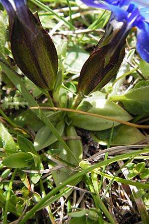 Gentiana verna \ Frhlings-Enzian / Spring Gentian, I Liguria, Molini di Triora 26.5.2013