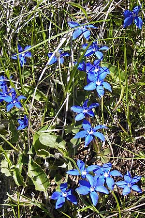 Gentiana verna \ Frhlings-Enzian / Spring Gentian, I Liguria, Molini di Triora 26.5.2013