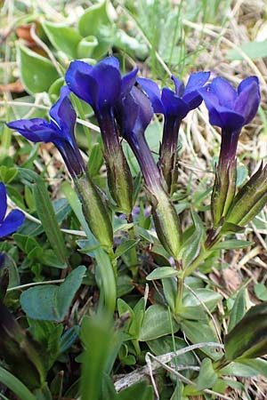 Gentiana verna \ Frhlings-Enzian / Spring Gentian, I Alpi Bergamasche, Pizzo Arera 7.6.2017