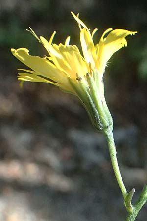 Crepis pulchra \ Glanz-Pippau / Small-Flowered Hawk's-Beard, I Liguria, Passo di Cento Croci 27.9.2023