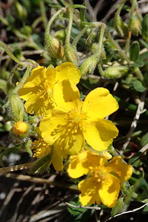 Helianthemum alpestre \ Alpen-Sonnenrschen / Alpine Rock-Rose, I Alpi Bergamasche, Pizzo Arera 7.6.2017