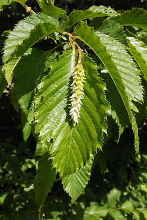 Ostrya carpinifolia \ Hopfen-Buche / Hop Hornbeam, I Liguria, Pietrabruna 30.5.2013