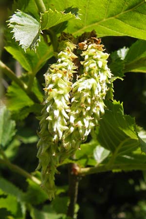 Ostrya carpinifolia \ Hopfen-Buche / Hop Hornbeam, I Liguria, Pietrabruna 30.5.2013