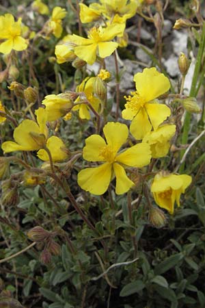 Helianthemum canum \ Graues Sonnenrschen / Hoary Rock-Rose, I Campo Imperatore 5.6.2007