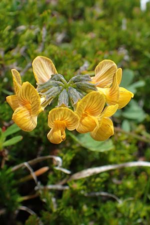 Hippocrepis comosa \ Hufeisenklee / Horseshoe Vetch, I Südtirol,  Plätzwiese 5.7.2022