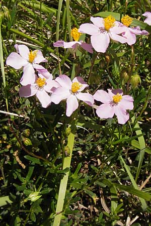 Helianthemum nummularium subsp. semiglabrum \ Kahles Sonnenr�schen / Glabrous Rock-Rose, I Liguria, Dolcedo 23.5.2013